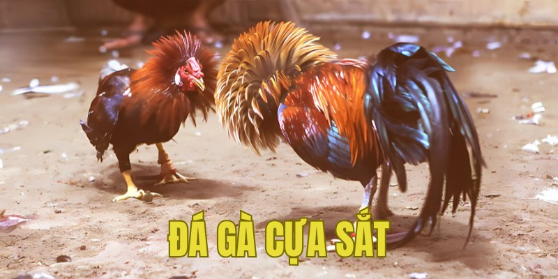 Banner www.seashorehotel.com.vn